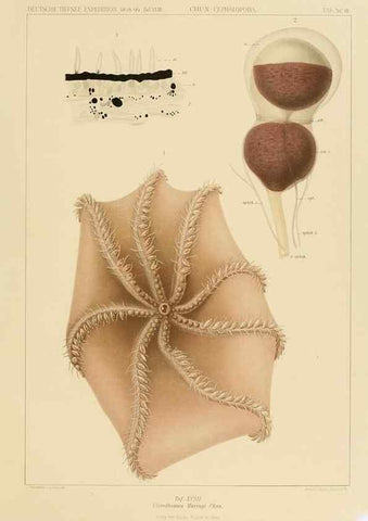 Reproducción/Reproduction 48307311797: Die Cephalopoden,. [Jena],G. Fischer,1910-1915.. 
