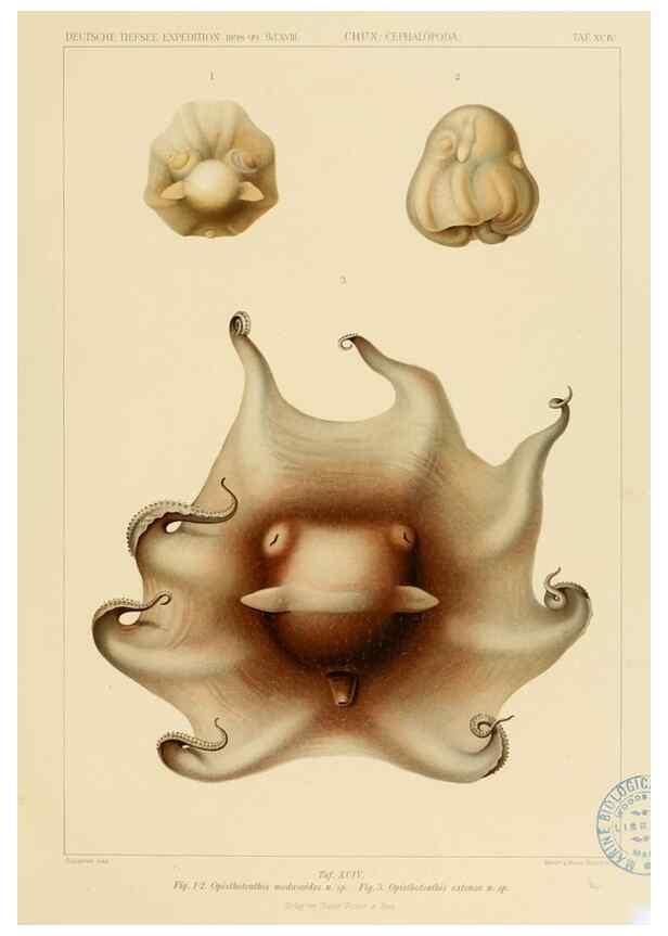 Reproducción/Reproduction 48307312082: Die Cephalopoden,. [Jena],G. Fischer,1910-1915.. 