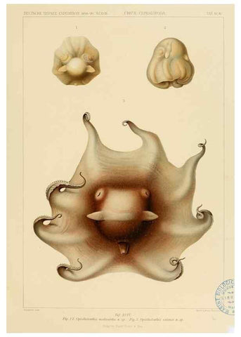 Reproducción/Reproduction 48307312082: Die Cephalopoden,. [Jena],G. Fischer,1910-1915.. 