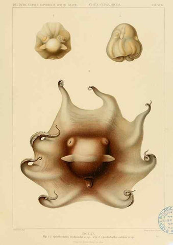 Reproducción/Reproduction 48307312082: Die Cephalopoden,. [Jena],G. Fischer,1910-1915.. 