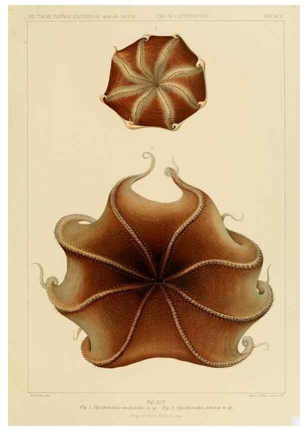 Reproducción/Reproduction 48307312427: Die Cephalopoden,. [Jena],G. Fischer,1910-1915.. 