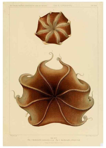Reproducción/Reproduction 48307312427: Die Cephalopoden,. [Jena],G. Fischer,1910-1915.. 