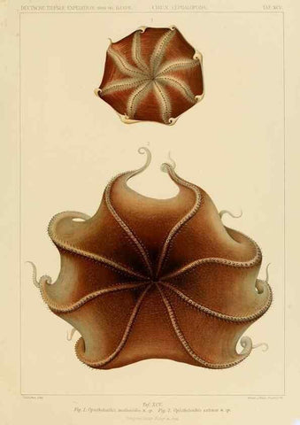 Reproducción/Reproduction 48307312427: Die Cephalopoden,. [Jena],G. Fischer,1910-1915.. 