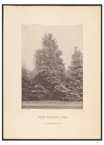 Reproducción/Reproduction 48307279221: Iconographie des conifères /. Paris :Librairie des sciences naturelles :[1912-1914].. 