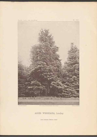 Reproducción/Reproduction 48307279221: Iconographie des conifères /. Paris :Librairie des sciences naturelles :[1912-1914].. 