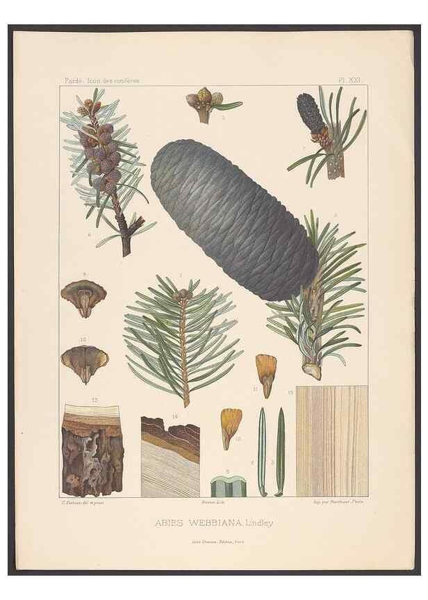 Reproducción/Reproduction 48307393542: Iconographie des conifères /. Paris :Librairie des sciences naturelles :[1912-1914].. 