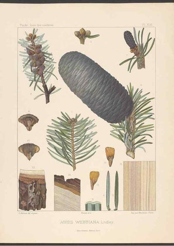 Reproducción/Reproduction 48307393542: Iconographie des conifères /. Paris :Librairie des sciences naturelles :[1912-1914].. 