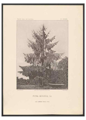 Reproducción/Reproduction 48307279961: Iconographie des conifères /. Paris :Librairie des sciences naturelles :[1912-1914].. 