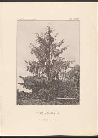 Reproducción/Reproduction 48307279961: Iconographie des conifères /. Paris :Librairie des sciences naturelles :[1912-1914].. 