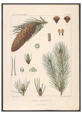 Reproducción/Reproduction 48307280321: Iconographie des conifères /. Paris :Librairie des sciences naturelles :[1912-1914].. 