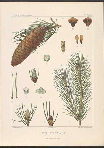 Reproducción/Reproduction 48307280321: Iconographie des conifères /. Paris :Librairie des sciences naturelles :[1912-1914].. 