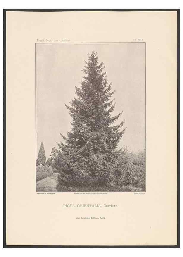 Reproducción/Reproduction 48307394682: Iconographie des conifères /. Paris :Librairie des sciences naturelles :[1912-1914].. 