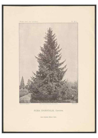 Reproducción/Reproduction 48307394682: Iconographie des conifères /. Paris :Librairie des sciences naturelles :[1912-1914].. 