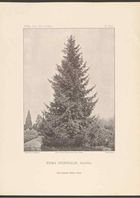 Reproducción/Reproduction 48307394682: Iconographie des conifères /. Paris :Librairie des sciences naturelles :[1912-1914].. 