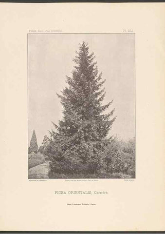 Reproducción/Reproduction 48307394682: Iconographie des conifères /. Paris :Librairie des sciences naturelles :[1912-1914].. 