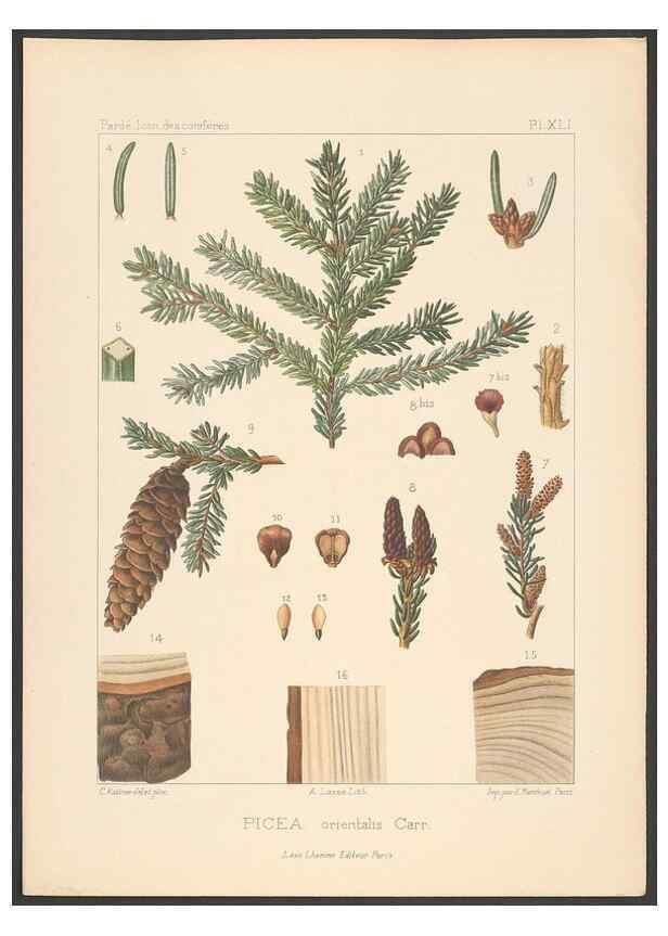 Reproducción/Reproduction 48307281151: Iconographie des conifères /. Paris :Librairie des sciences naturelles :[1912-1914].. 