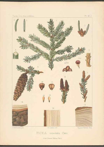 Reproducción/Reproduction 48307281151: Iconographie des conifères /. Paris :Librairie des sciences naturelles :[1912-1914].. 