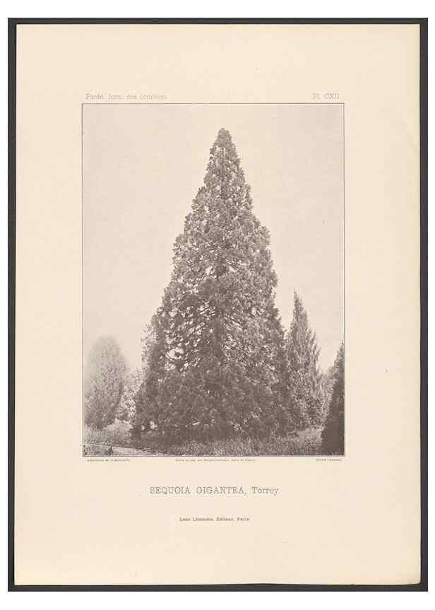Reproducción/Reproduction 48307281441: Iconographie des conifères /. Paris :Librairie des sciences naturelles :[1912-1914].. 