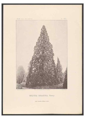 Reproducción/Reproduction 48307281441: Iconographie des conifères /. Paris :Librairie des sciences naturelles :[1912-1914].. 