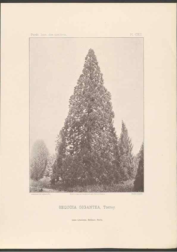 Reproducción/Reproduction 48307281441: Iconographie des conifères /. Paris :Librairie des sciences naturelles :[1912-1914].. 