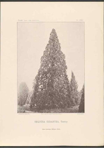 Reproducción/Reproduction 48307281441: Iconographie des conifères /. Paris :Librairie des sciences naturelles :[1912-1914].. 