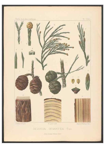 Reproducción/Reproduction 48307281781: Iconographie des conifères /. Paris :Librairie des sciences naturelles :[1912-1914].. 