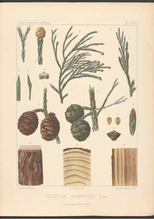 Reproducción/Reproduction 48307281781: Iconographie des conifères /. Paris :Librairie des sciences naturelles :[1912-1914].. 