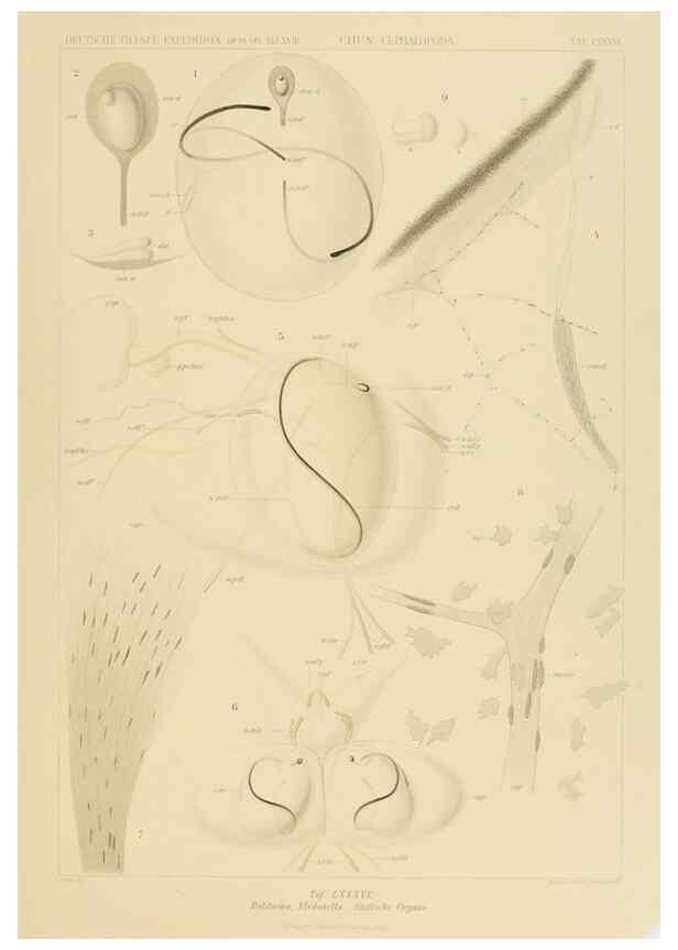 Reproducción/Reproduction 48307309892: Die Cephalopoden,. [Jena],G. Fischer,1910-1915.. 