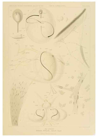 Reproducción/Reproduction 48307309892: Die Cephalopoden,. [Jena],G. Fischer,1910-1915.. 