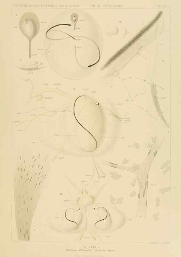 Reproducción/Reproduction 48307309892: Die Cephalopoden,. [Jena],G. Fischer,1910-1915.. 