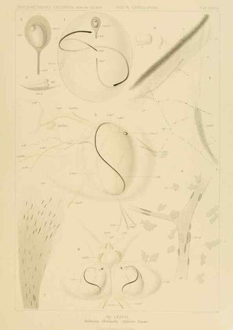 Reproducción/Reproduction 48307309892: Die Cephalopoden,. [Jena],G. Fischer,1910-1915.. 