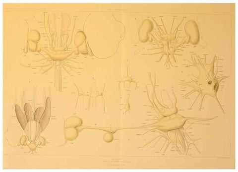 Reproducción/Reproduction 48307309577: Die Cephalopoden,. [Jena],G. Fischer,1910-1915.. 