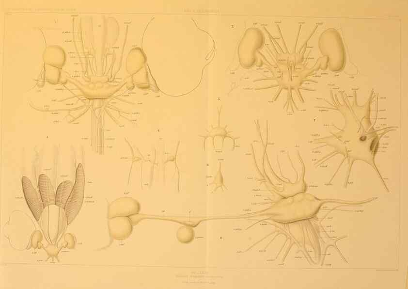 Reproducción/Reproduction 48307309577: Die Cephalopoden,. [Jena],G. Fischer,1910-1915.. 