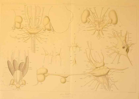 Reproducción/Reproduction 48307309577: Die Cephalopoden,. [Jena],G. Fischer,1910-1915.. 