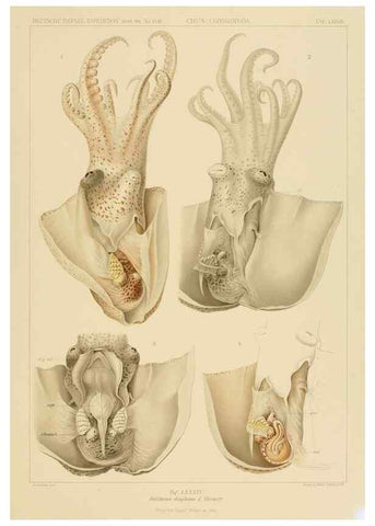 Reproducción/Reproduction 48307309107: Die Cephalopoden,. [Jena],G. Fischer,1910-1915.. 