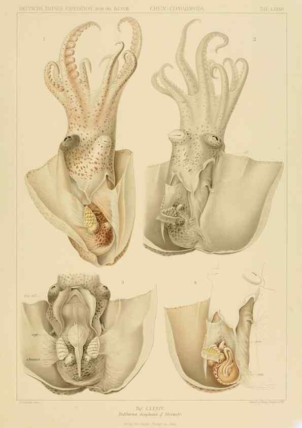 Reproducción/Reproduction 48307309107: Die Cephalopoden,. [Jena],G. Fischer,1910-1915.. 