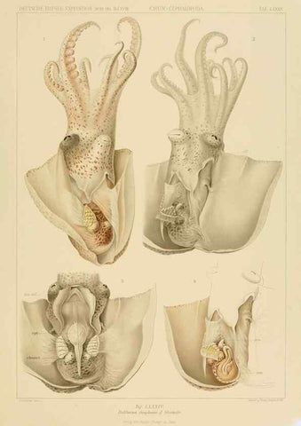 Reproducción/Reproduction 48307309107: Die Cephalopoden,. [Jena],G. Fischer,1910-1915.. 