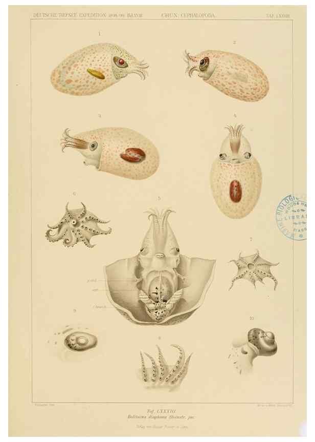 Reproducción/Reproduction 48307308702: Die Cephalopoden,. [Jena],G. Fischer,1910-1915.. 