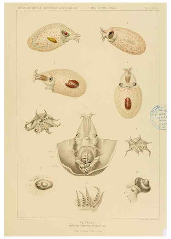 Reproducción/Reproduction 48307308702: Die Cephalopoden,. [Jena],G. Fischer,1910-1915.. 