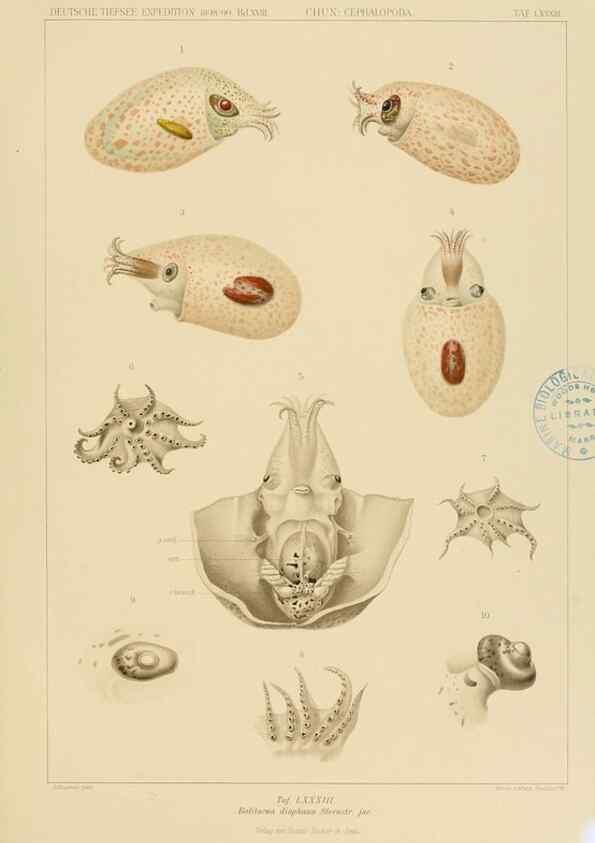 Reproducción/Reproduction 48307308702: Die Cephalopoden,. [Jena],G. Fischer,1910-1915.. 