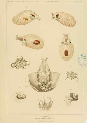 Reproducción/Reproduction 48307308702: Die Cephalopoden,. [Jena],G. Fischer,1910-1915.. 