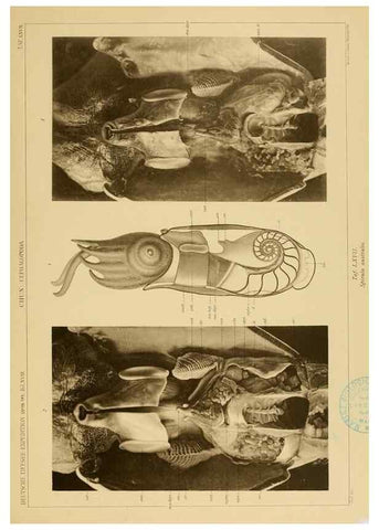 Reproducción/Reproduction 48307303462: Die Cephalopoden,. [Jena],G. Fischer,1910-1915.. 