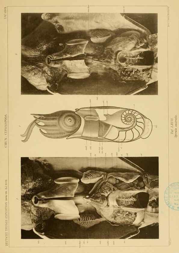 Reproducción/Reproduction 48307303462: Die Cephalopoden,. [Jena],G. Fischer,1910-1915.. 