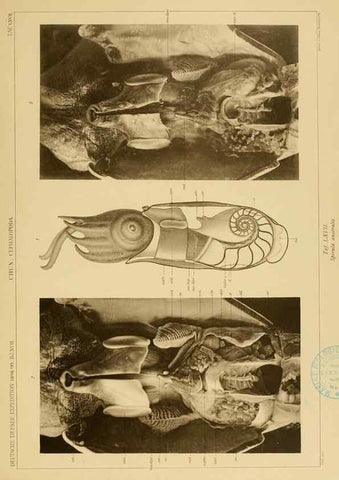 Reproducción/Reproduction 48307303462: Die Cephalopoden,. [Jena],G. Fischer,1910-1915.. 