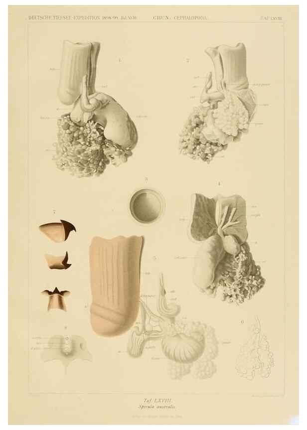 Reproducción/Reproduction 48307303732: Die Cephalopoden,. [Jena],G. Fischer,1910-1915.. 