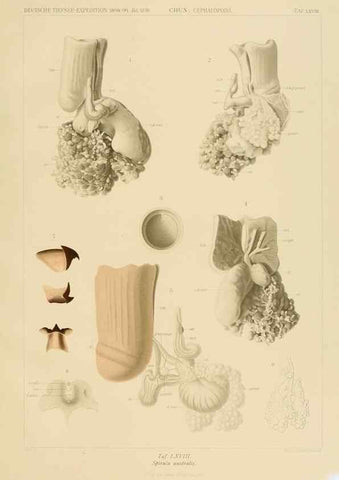 Reproducción/Reproduction 48307303732: Die Cephalopoden,. [Jena],G. Fischer,1910-1915.. 