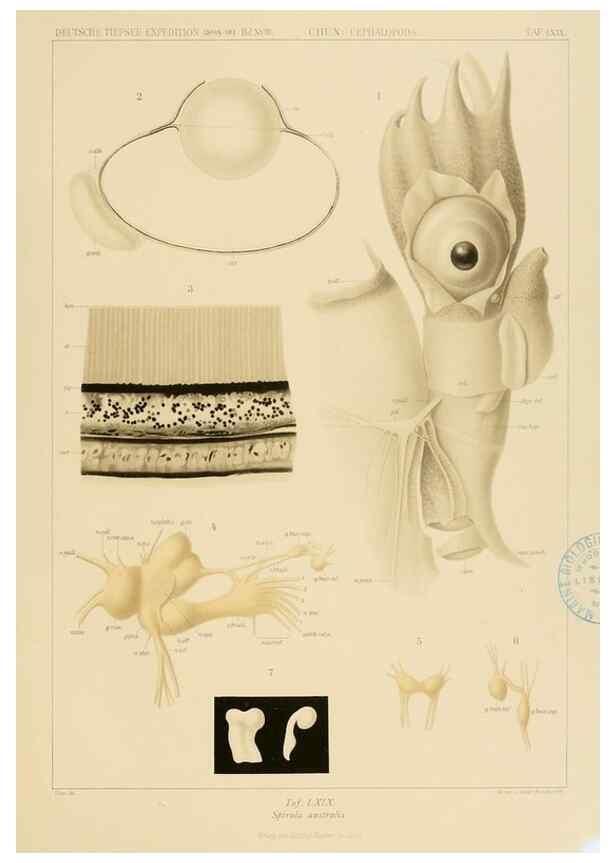 Reproducción/Reproduction 48307304022: Die Cephalopoden,. [Jena],G. Fischer,1910-1915.. 