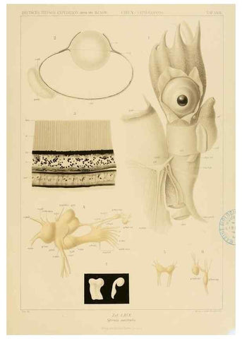 Reproducción/Reproduction 48307304022: Die Cephalopoden,. [Jena],G. Fischer,1910-1915.. 