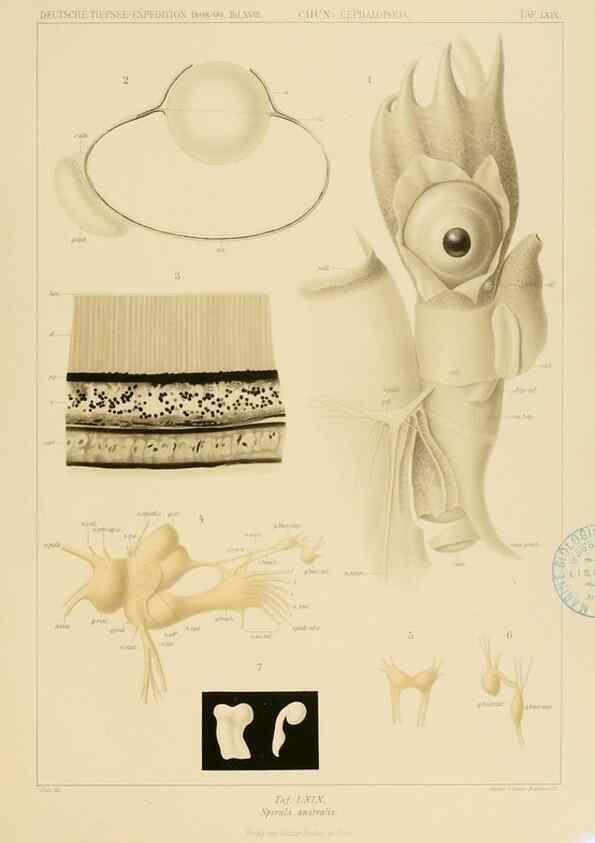 Reproducción/Reproduction 48307304022: Die Cephalopoden,. [Jena],G. Fischer,1910-1915.. 