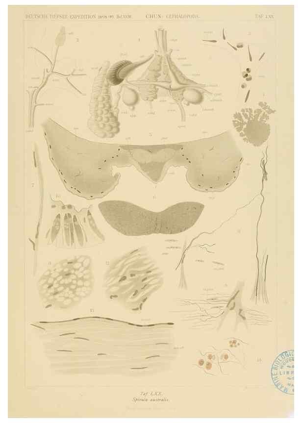 Reproducción/Reproduction 48307191666: Die Cephalopoden,. [Jena],G. Fischer,1910-1915.. 